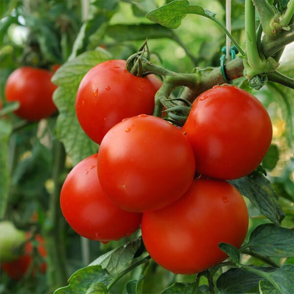 Heirloom Marglobe Tomato Seeds (.5g) by Patriot Seeds - 图片 4
