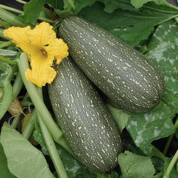 Heirloom Grey Zucchini Summer Squash Seeds (14g) by Patriot Seeds - 图片 4