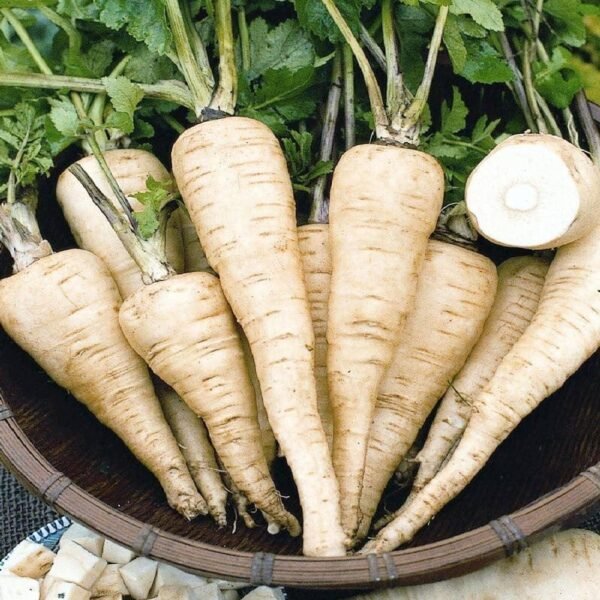 Heirloom All American Parsnip Seeds (1.5g) by Patriot Seeds - 图片 4