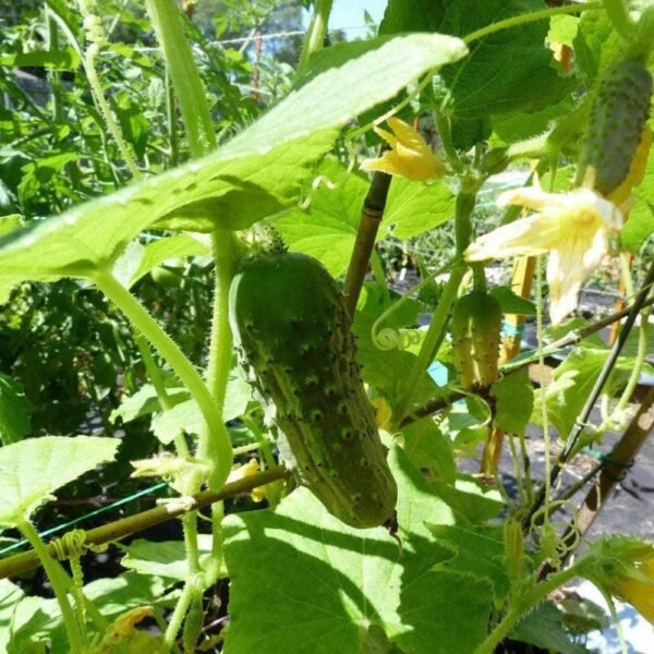 Heirloom Boston Pickling Cucumber Seeds (3g) by Patriot Seeds - 图片 5