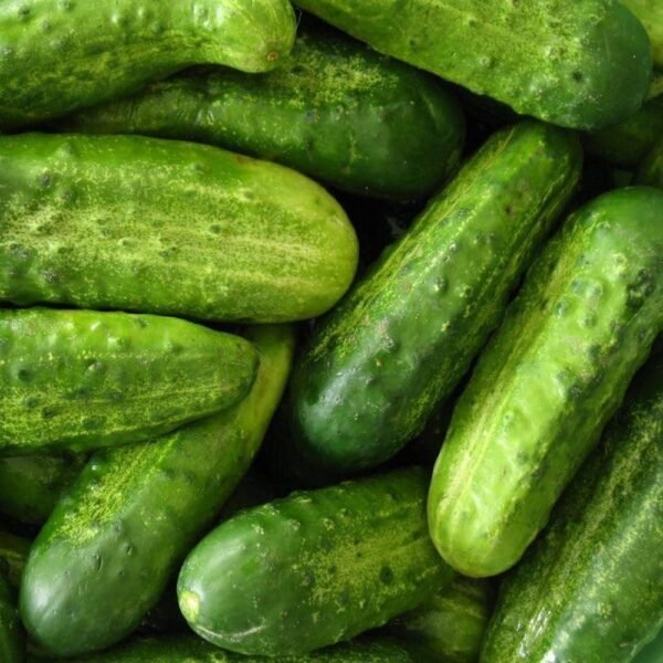Heirloom National Pickling Cucumber Seeds (3g) by Patriot Seeds - 图片 4