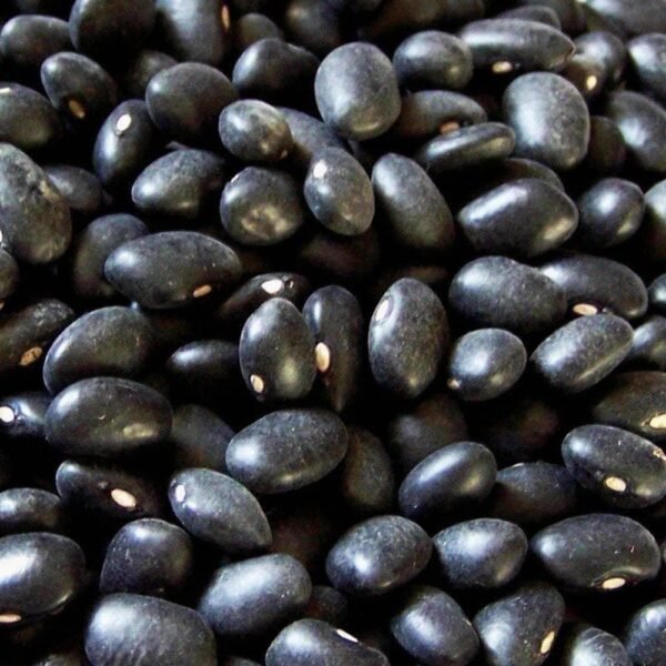 Heirloom Black Turtle Bush Beans Seeds (10g) by Patriot Seeds - 图片 4
