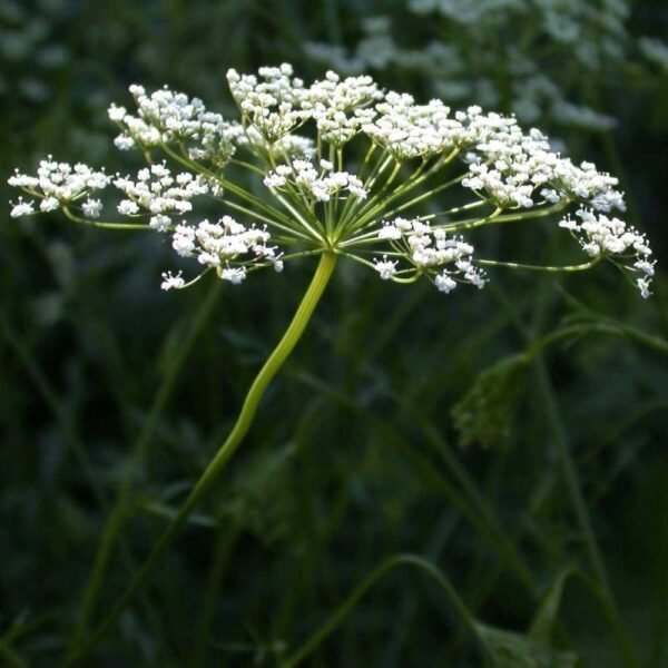Anise Herb Seeds (500mg) - 图片 3