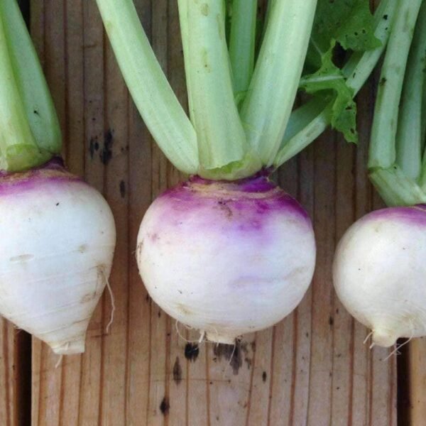 Heirloom Purple Top White Globe Turnip Seeds (1g) by Patriot Seeds - 图片 4