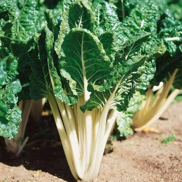 Heirloom Fordhook Giant Swiss Chard Seeds (2g) by Patriot Seeds - 图片 4