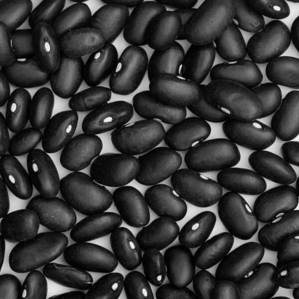 Heirloom Black Turtle Bush Beans Seeds (10g) by Patriot Seeds - 图片 3