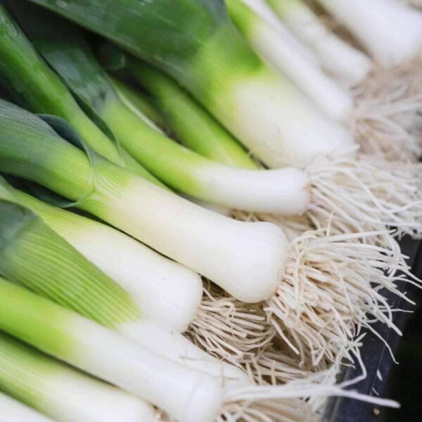 Heirloom Evergreen Bunching Onion Seeds (.5g) by Patriot Seeds - 图片 4