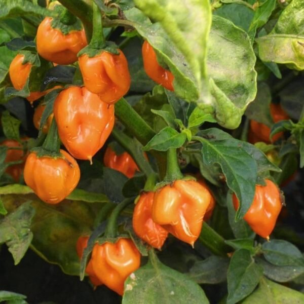 Heirloom Habanero Pepper Seeds (.25g) by Patriot Seeds - 图片 4