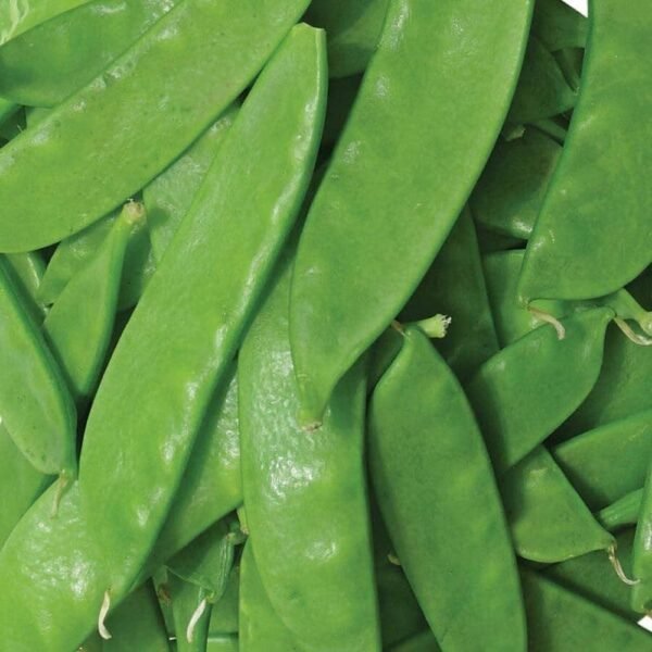 Heirloom Oregon Sugar Pod #2 Pea Seeds (28.375g) by Patriot Seeds - 图片 4