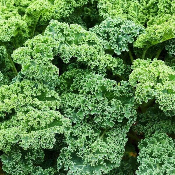 Heirloom Dwarf Siberian Kale Seeds (1g) by Patriot Seeds - 图片 4