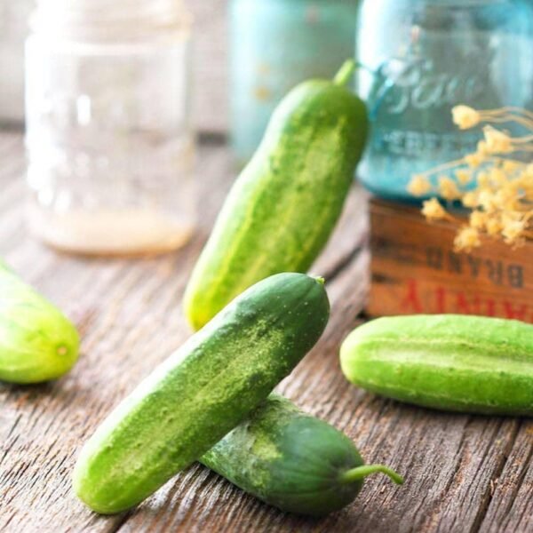 Heirloom National Pickling Cucumber Seeds (3g) by Patriot Seeds - 图片 5