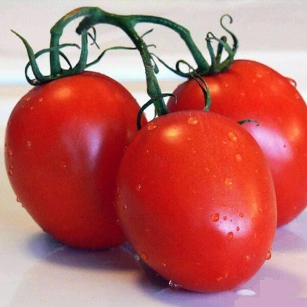 Heirloom Roma Tomato Seeds (.5g) by Patriot Seeds - 图片 4