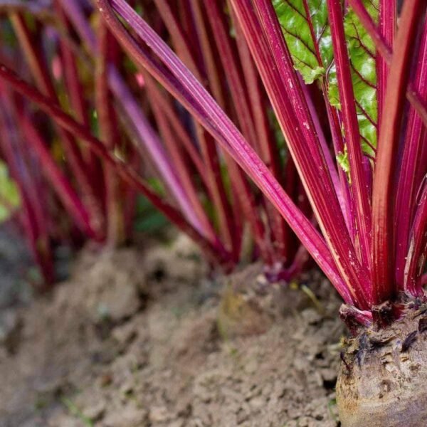 Heirloom Early Wonder Tall Top Beet Seeds (5g) by Patriot Seeds - 图片 4