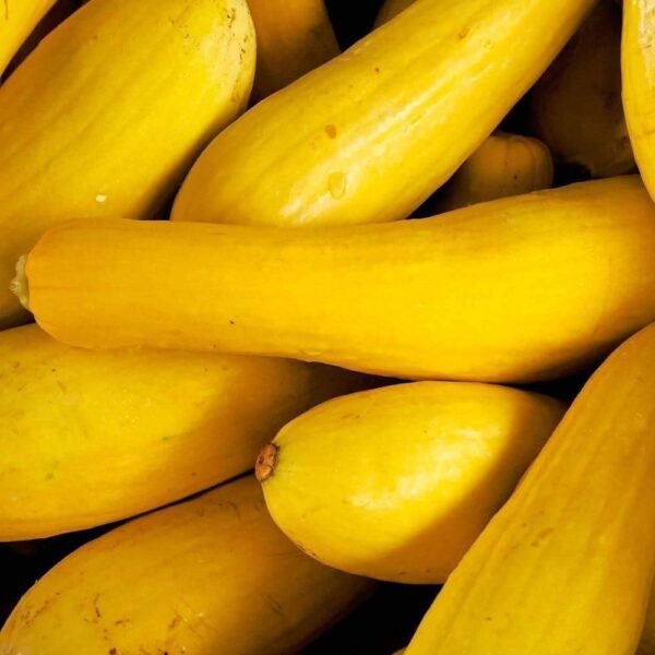 Heirloom Early Prolific Straightneck Summer Squash Seeds (5g) by Patriot Seeds - 图片 4