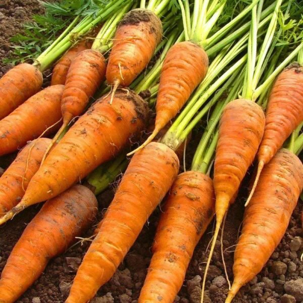 Heirloom Danvers 126 Carrot Seeds (1g) by Patriot Seeds - 图片 4