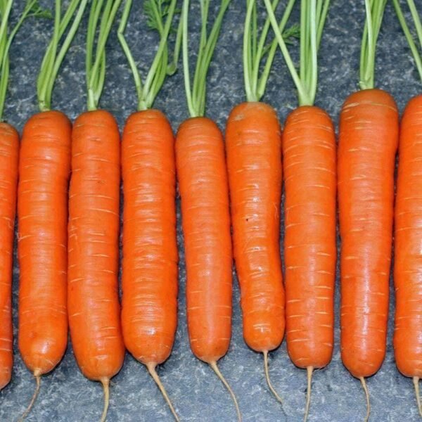 Heirloom Little Finger Carrot Seeds (1g) by Patriot Seeds - 图片 4
