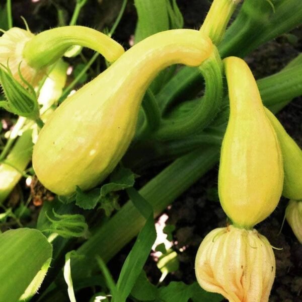Heirloom Crookneck Squash Seeds (4g) by Patriot Seeds - 图片 4