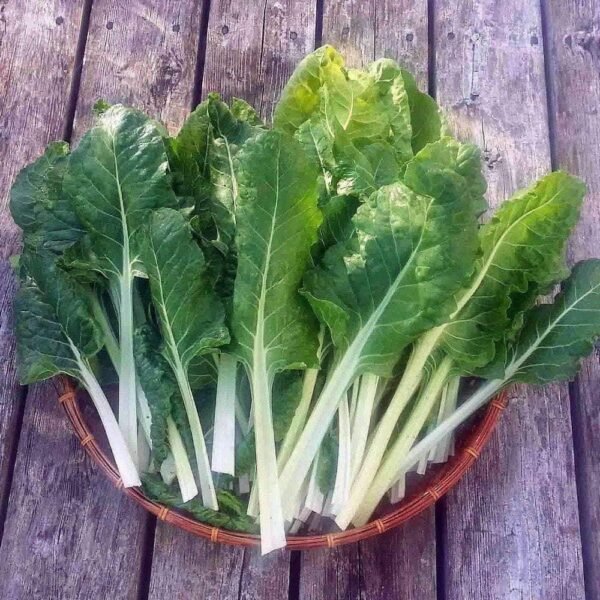 Heirloom Fordhook Giant Swiss Chard Seeds (2g) by Patriot Seeds - 图片 5