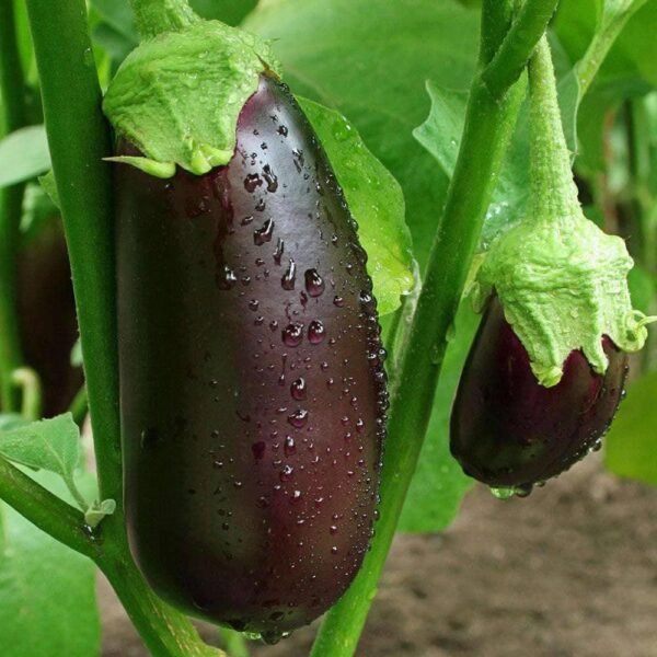 Heirloom Black Beauty Eggplant Seeds (.5g) by Patriot Seeds - 图片 4