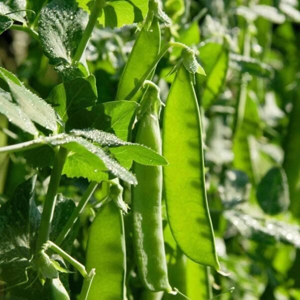 Heirloom Oregon Sugar Pod #2 Pea Seeds (28.375g) by Patriot Seeds - 图片 5