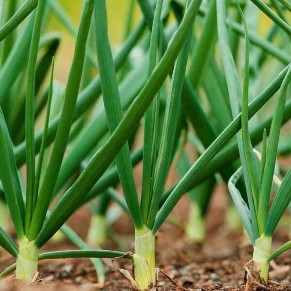 Heirloom Evergreen Bunching Onion Seeds (.5g) by Patriot Seeds - 图片 5