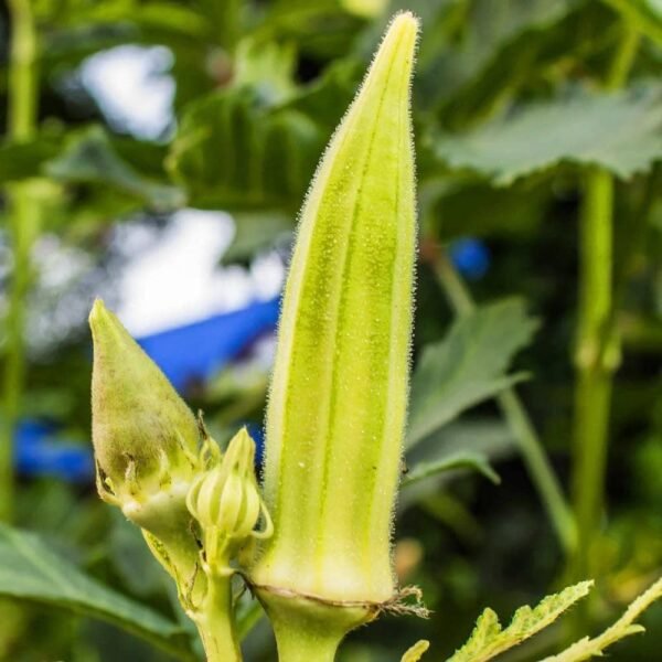 Heirloom Clemson Spineless Okra Seeds (4g) by Patriot Seeds - 图片 5
