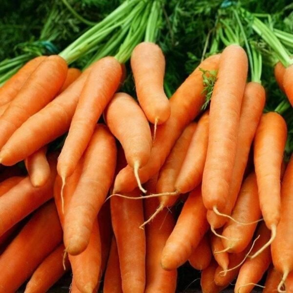 Heirloom Little Finger Carrot Seeds (1g) by Patriot Seeds - 图片 5