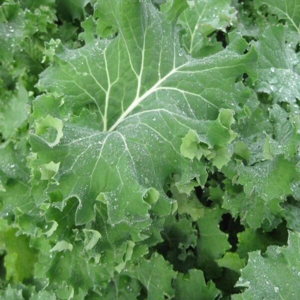 Heirloom Dwarf Siberian Kale Seeds (1g) by Patriot Seeds - 图片 5