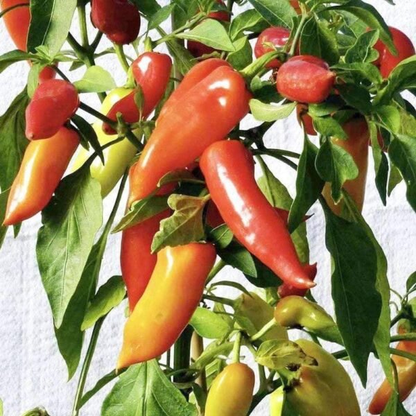 Heirloom Hungarian Sweet Wax Pepper Seeds (.5g) by Patriot Seeds - 图片 4