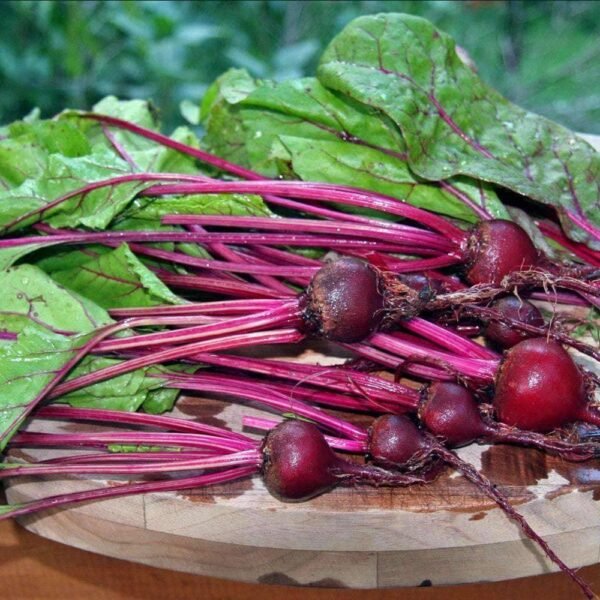Heirloom Early Wonder Tall Top Beet Seeds (5g) by Patriot Seeds - 图片 5