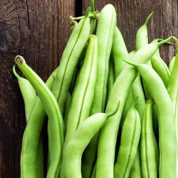Heirloom Contender Bush Beans (5g) by Patriot Seeds - 图片 6