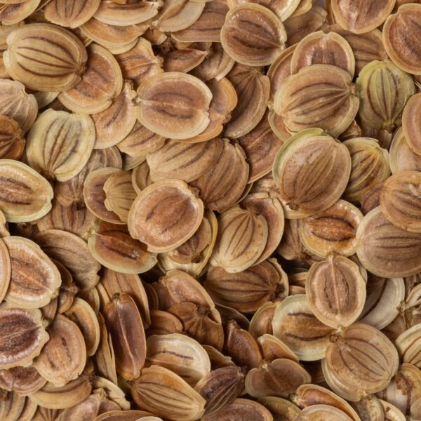 Heirloom All American Parsnip Seeds (1.5g) by Patriot Seeds - 图片 3