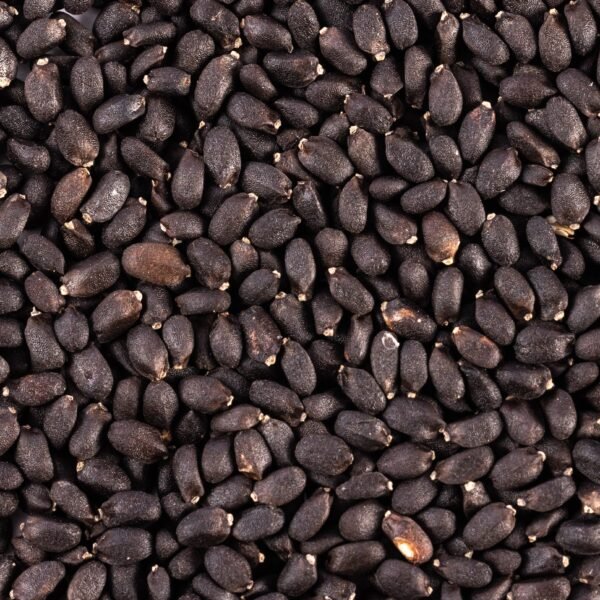 Heirloom Genovese Basil Herb Seeds (1g) by Patriot Seeds - 图片 3