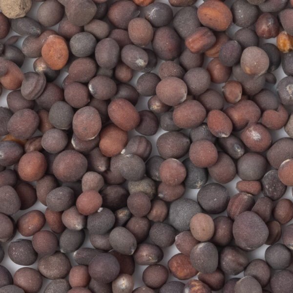 Heirloom Purple Top White Globe Turnip Seeds (1g) by Patriot Seeds - 图片 3