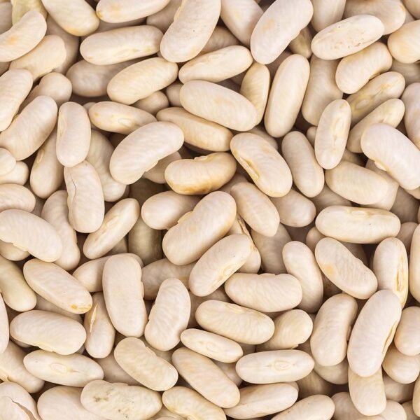Heirloom Blue Lake Bush Beans (56.75mg) by Patriot Seeds - 图片 3