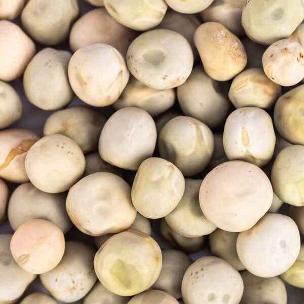 Heirloom Oregon Sugar Pod #2 Pea Seeds (28.375g) by Patriot Seeds - 图片 2