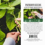 Heirloom Contender Bush Beans (5g) by Patriot Seeds