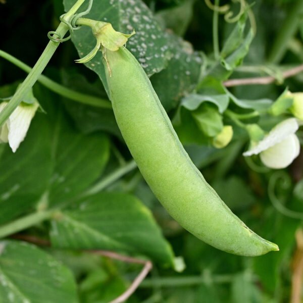 Heirloom Dwarf Gray Sugar Pea Seeds (24g) by Patriot Seeds - 图片 4
