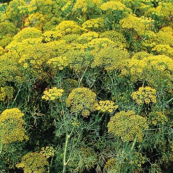 Dill Dukat Herb Seeds (500mg) - 图片 2