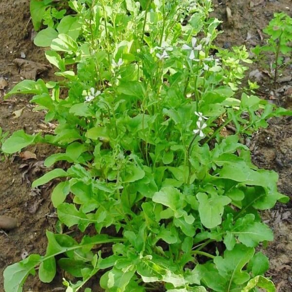 Heirloom Arugula Roquette Herb Seeds (1g) by Patriot Seeds - 图片 4