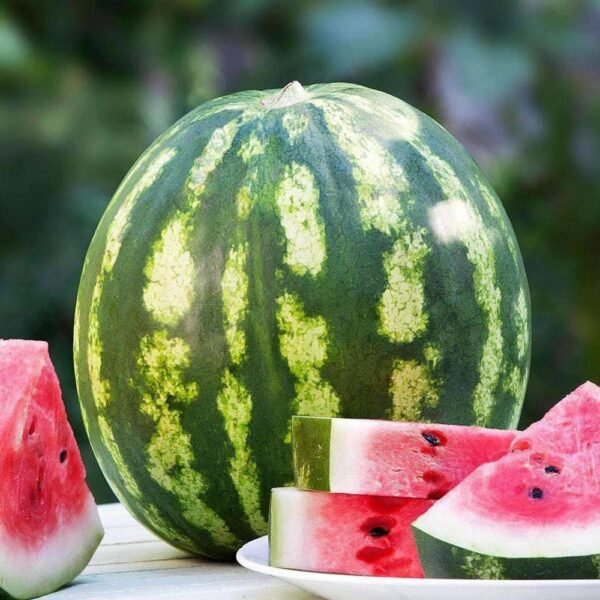 Heirloom Crimson Sweet Watermelon Seeds (3g) by Patriot Seeds - 图片 5