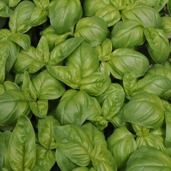Heirloom Genovese Basil Herb Seeds (1g) by Patriot Seeds - 图片 4