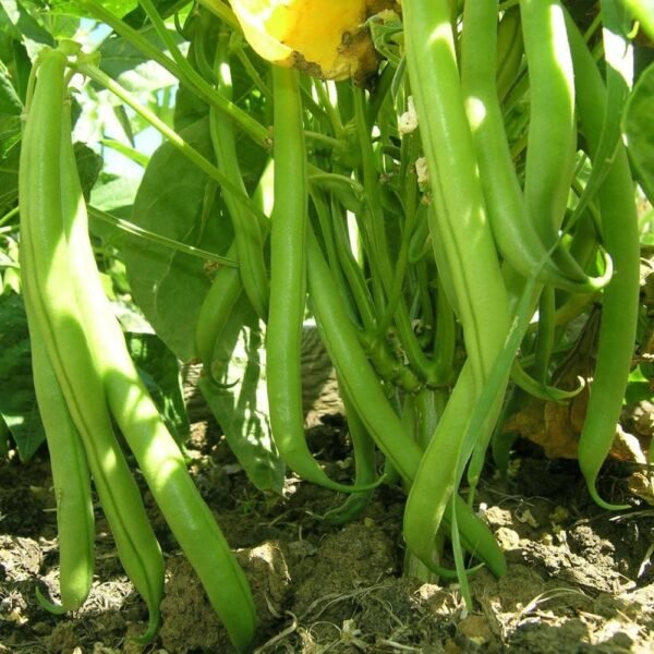Heirloom Blue Lake Bush Beans (56.75mg) by Patriot Seeds - 图片 4