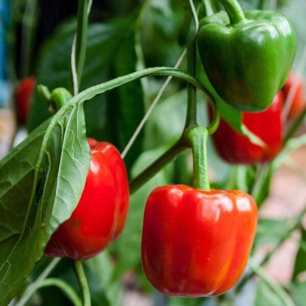 Heirloom California Wonder Bell Pepper Seeds (.5g) by Patriot Seeds - 图片 4