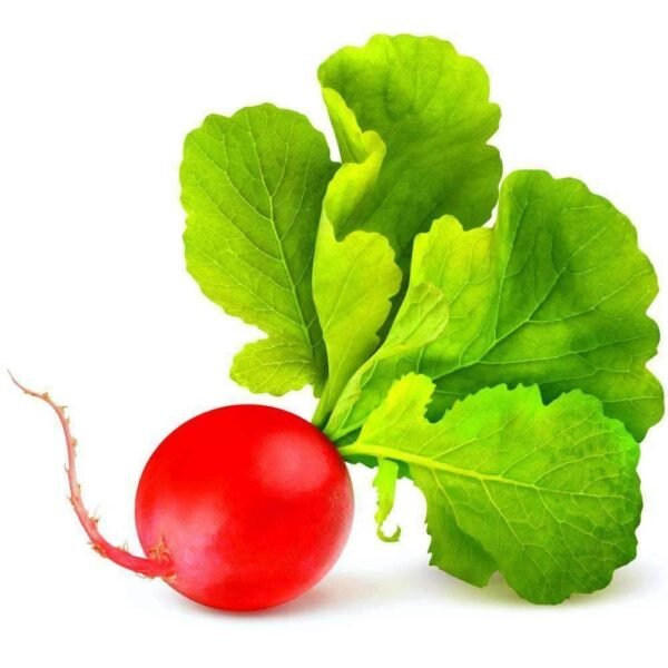 Heirloom Champion Radish Seeds (4g) by Patriot Seeds - 图片 2