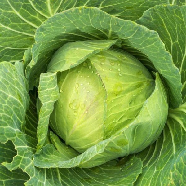 Heirloom Golden Acre Cabbage (2mg) by Patriot Seeds - 图片 4