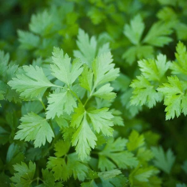 Heirloom Plain or Single Parsley Herb Seeds (1g) by Patriot Seeds - 图片 4