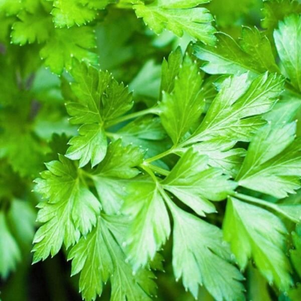 Heirloom Plain or Single Parsley Herb Seeds (1g) by Patriot Seeds - 图片 5