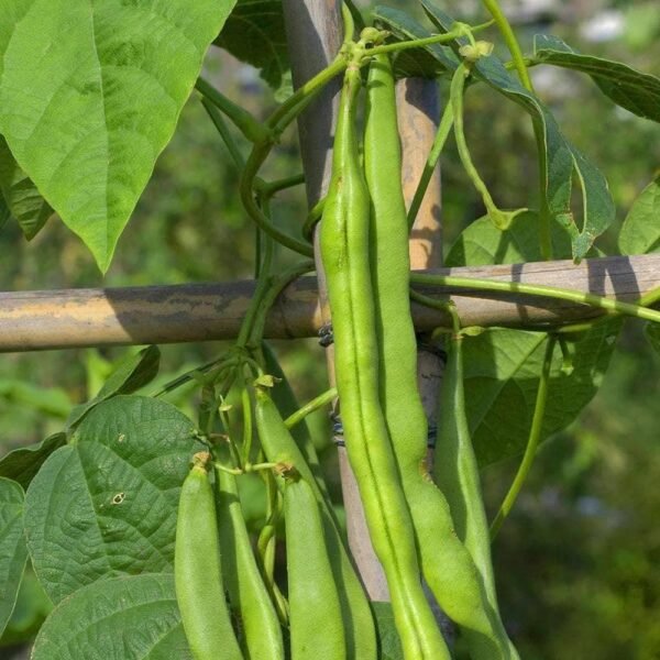 Heirloom Blue Lake Bush Beans (56.75mg) by Patriot Seeds - 图片 5
