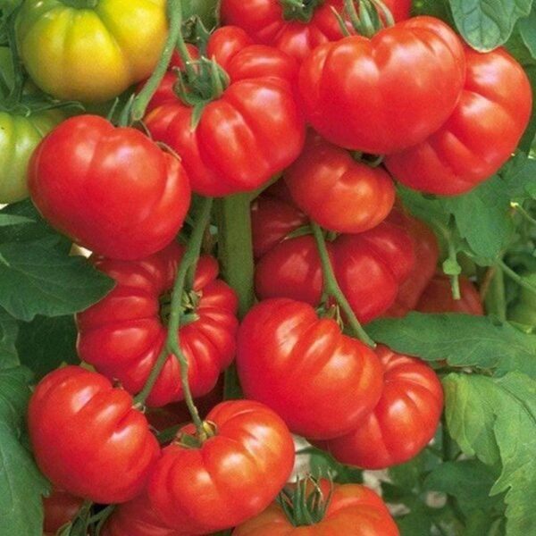 Heirloom Beefsteak Tomato Seeds (.5g) by Patriot Seeds - 图片 4